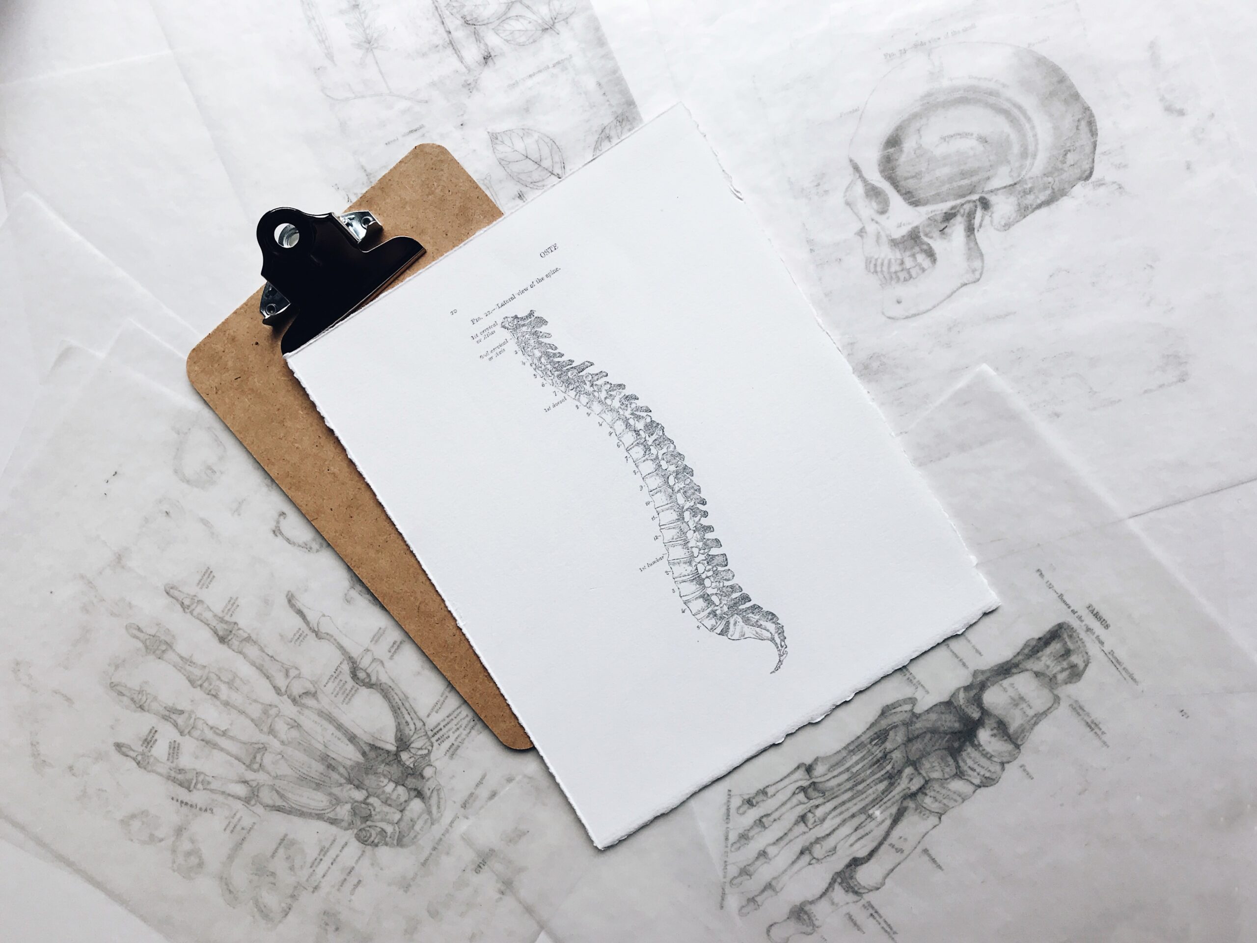 A black and white sketch of a spine on white paper with a clipboard. Brookfield prenatal chiropractor Prenatal chiropractor Brookfield pediatric chiropractor