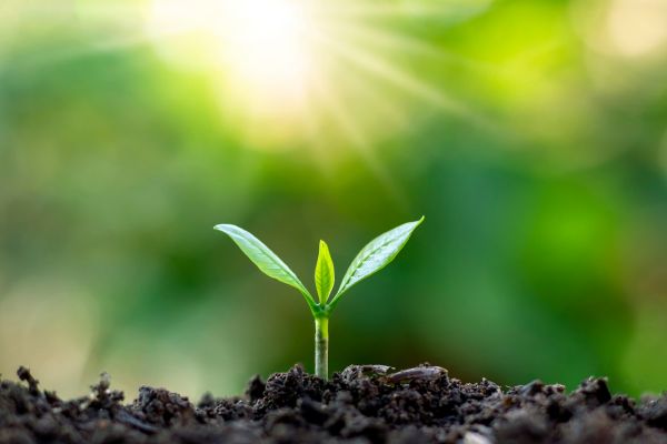 Photo of a new green shoot representing fertility, new growth and the birth cycle 