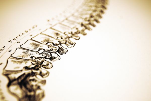 Photo of a human spine