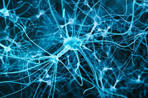 Photo depicting the human nervous system